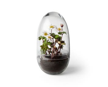 Grow-Greenhouse-Medium